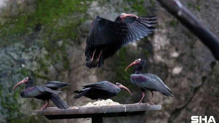 (Özel) Dünyada nesli tükeniyor....Bursa'da nüfusu artıyor