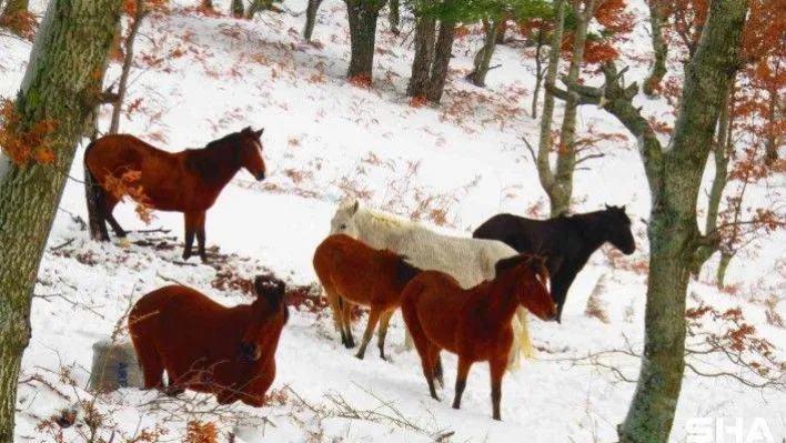 (Özel) Kazdağları'nda karda yılkı atlarını görüntülediler