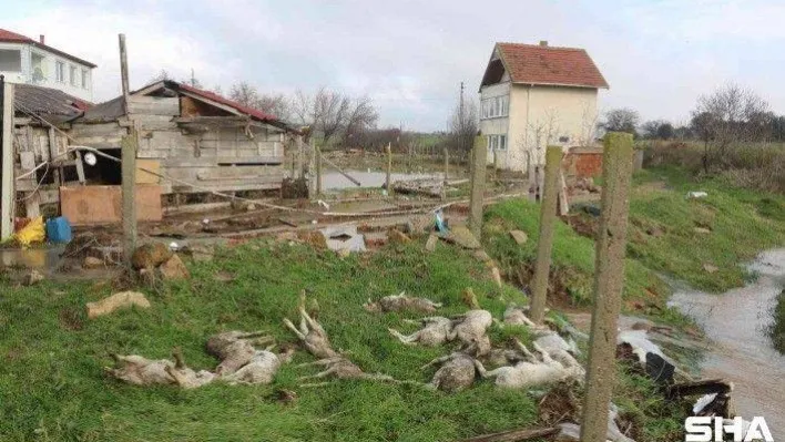 Sel duvarları yıktı, onlarca hayvan telef oldu