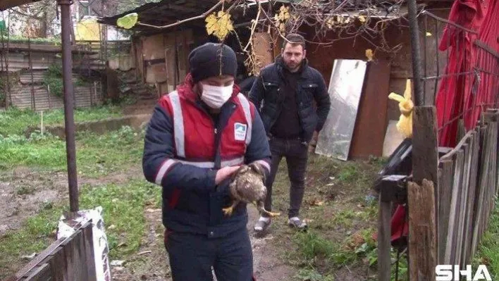 Soğuk havada bitkin düşen şahin Pendik'te yol kenarında bulundu