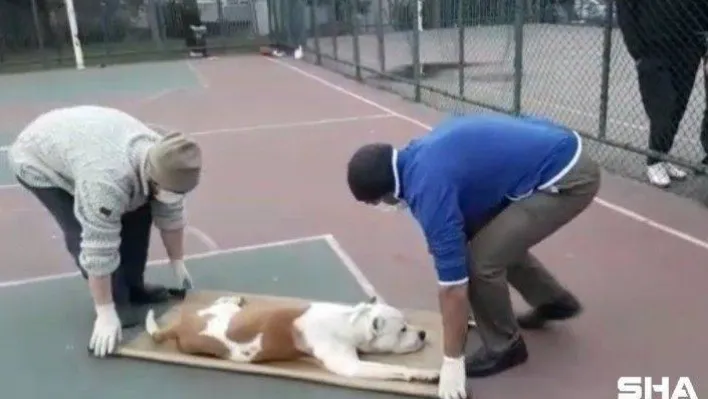 Sultangazi'de basketbol oynayan iki çocuğa pitbull cinsi köpek saldırdı
