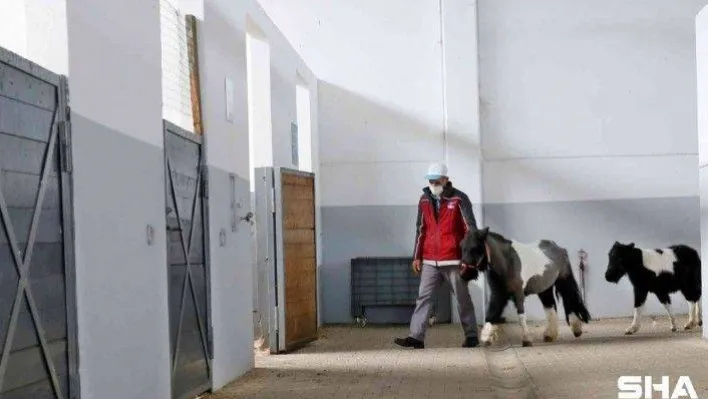 Sultangazi'de binicilik tesislerindeki atların bakımı özenle yapılıyor