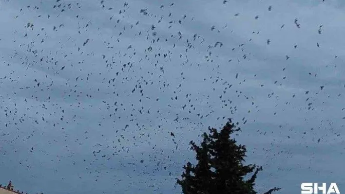 Tekirdağ'da karga istilası: Gökyüzünde korku sahnelerini aratmayan görüntüler