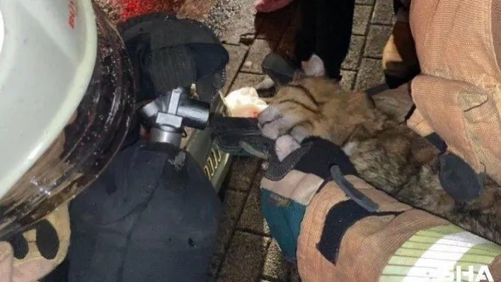Üsküdar'da dumandan etkilenen kedi, oksijen tüplü müdahale ile hayata tutundu