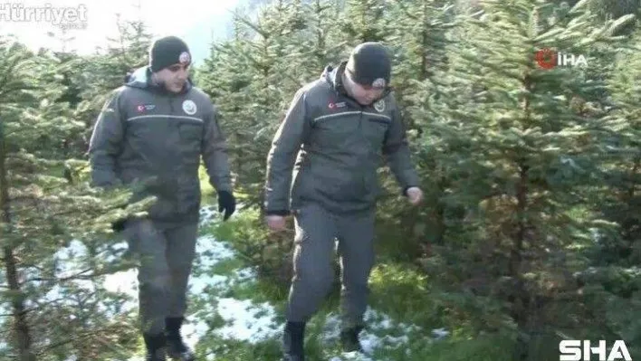 Yılbaşı öncesi kaçak çam ağaç kesimine yönelik denetim