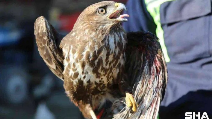 Avcılar tarafından yaralanan doğan tedavi altına alındı