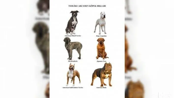 Bağcılar'da tehlikeli köpek ırklarının kısırlaştırılması için son tarih belli oldu