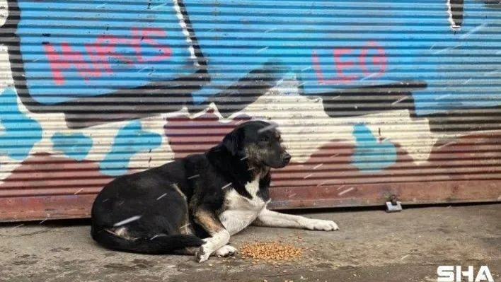 Beyoğlu' nda kar yağışından etkilenen sokak hayvanlarına mama ve su yardımı