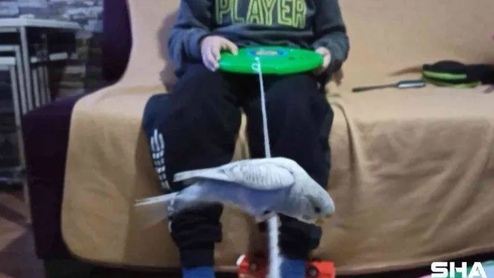 Bu muhabbet kuşu konuşmuyor ama her oyuna katılıyor