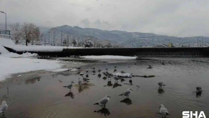 Buz tutan deredeki martıların kar banyosu drone ile görüntülendi