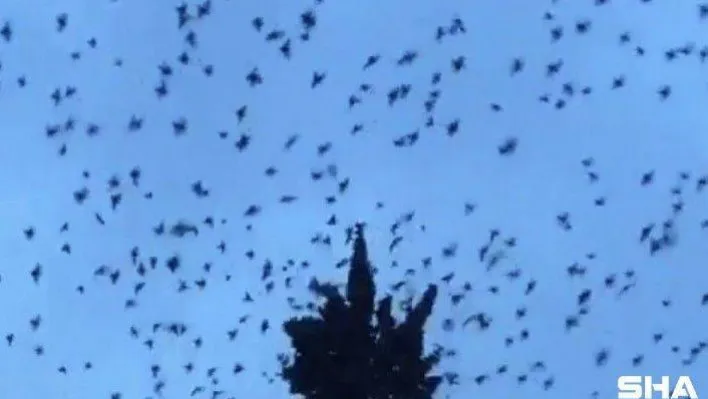 Kar yağışının habercisi sığırcık kuşlarının görsel şöleni