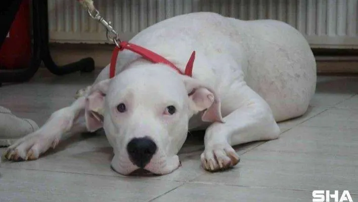 Kocaeli'de 400 yasaklı köpek kayıt altına altındı