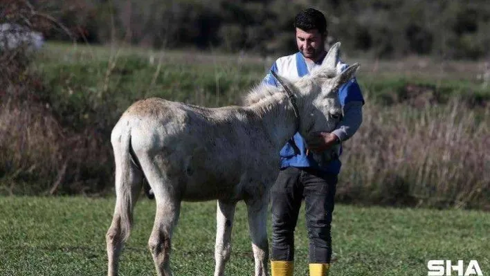 Mardin'de çöp toplamakta kullanılan eşek emekli oldu