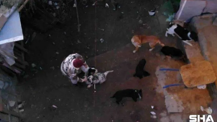 Ormana terkedilen hayvanlar havaların soğuması ile birlikte zor günler geçiriyor