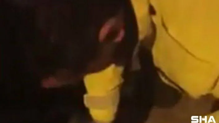 Polis ekiplerinin dikkati yavru kediyi ölmekten kurtardı