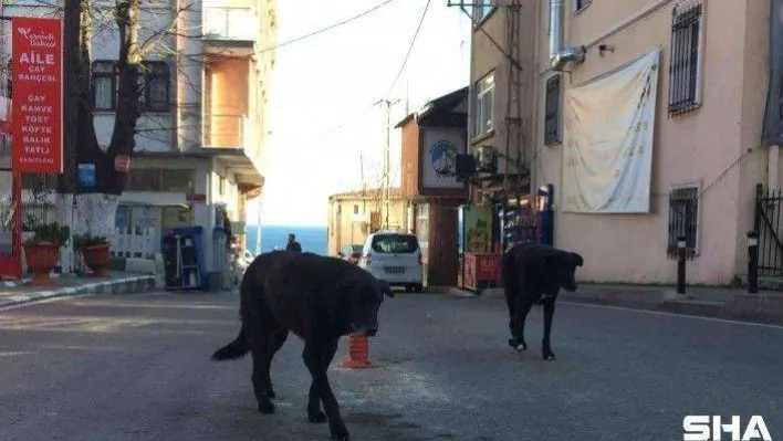 Rumeli Feneri Köyü'ne topluca bırakılan köpekler köylülerin korkulu rüyası haline geldi