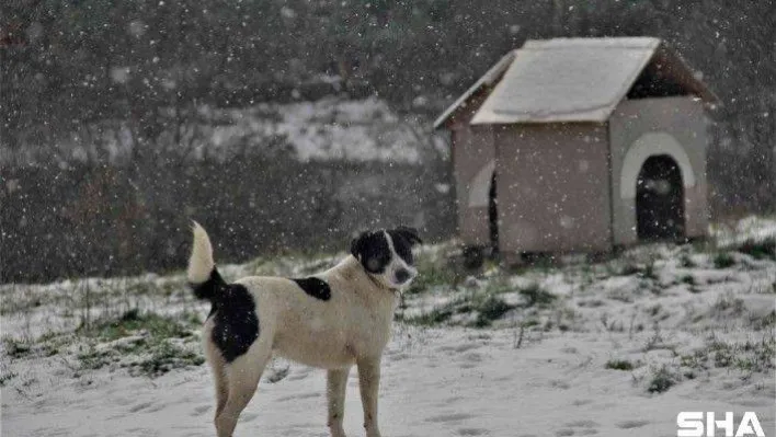 Sahibinden şiddet görmüştü artık yeni evi burası