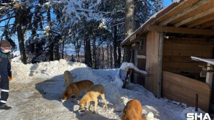 Uludağ'daki can dostlar kış boyu besleniyor