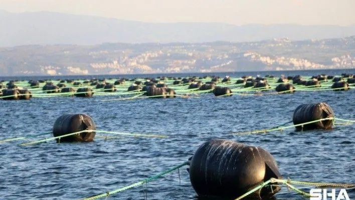 Yalova'da kurulan midye çiftlikleri yılda 126 milyon ciro yapacak