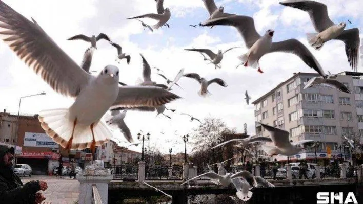 Yalova'da martıların simit kapma yarışı renkli görüntüler oluşturdu