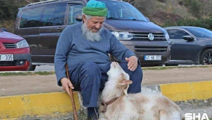 Bu keçi inatçı değil, 'Nazlı'