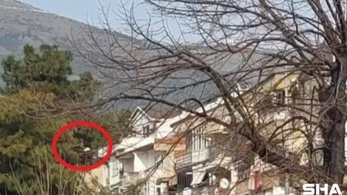 Bursa'da ağaçta asılı kalan kuşu itfaiye ekipleri kurtardı