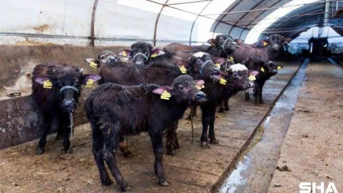 Eyüpsultan'da büyükbaş ve küçükbaş hayvan yetiştiricilerine yem desteği