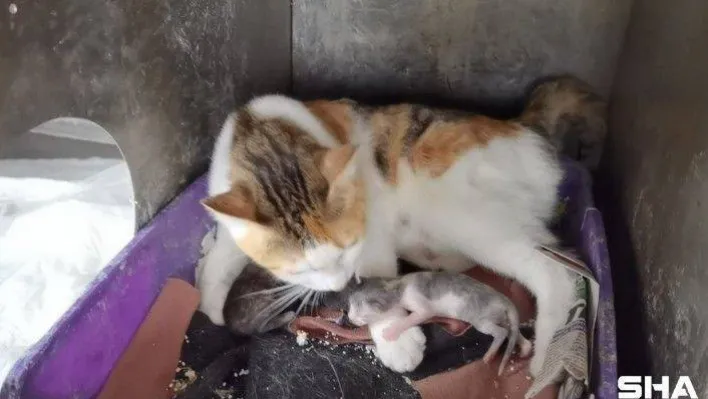 Kalp masajıyla hayata tutunan 3 yavruya 'Altın' sahip çıktı