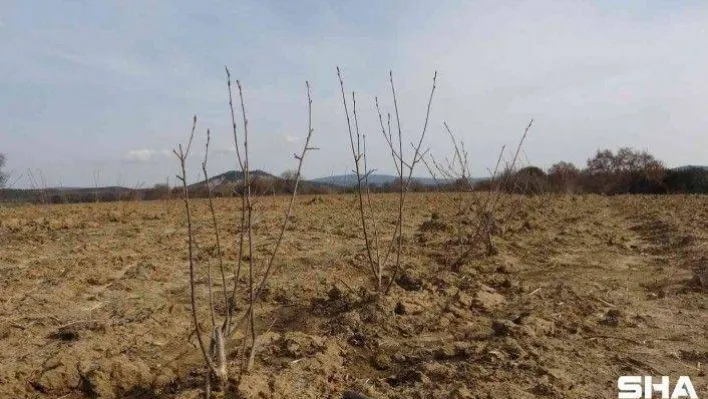 Kızılderililerin soğuk algınlığında kullandığı aronya şehitler diyarı Çanakkale'de yetişecek