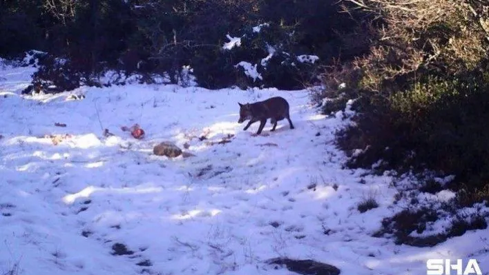 Kurtlara bırakılan etler karga ve çakallara yem oldu