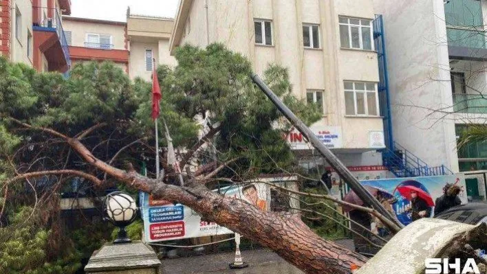 Maltepe'de rüzgarın etkisiyle dev ağaç milyonluk otomobilin üzerine devrildi