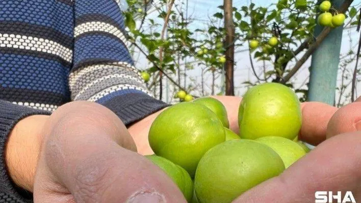 (Özel) Kış ortasında Bursa'da erik hasadı...Tanesi 20 liraya satılıyor