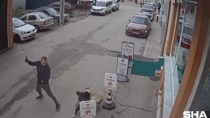 Pitbull köpeğini sokak köpeğine saldırttı, selfie çekti