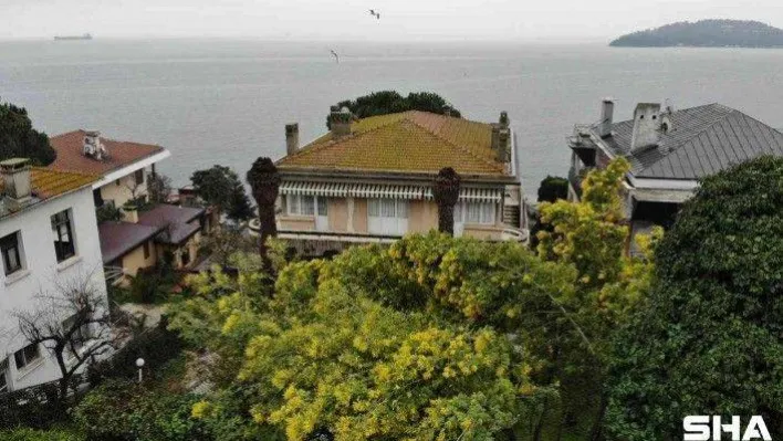 Adalar'ın endemik bitkisi mimozaları korumak için yeni adım