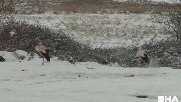 Baharın müjdecisi leylekler kara yakalandı