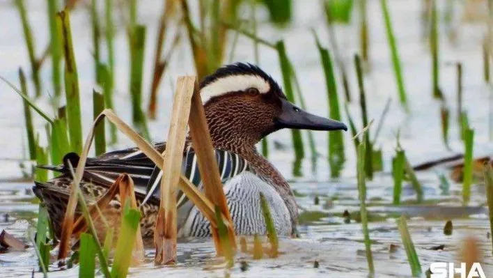 Bu yılın ilk ördeği Hersek Lagününde