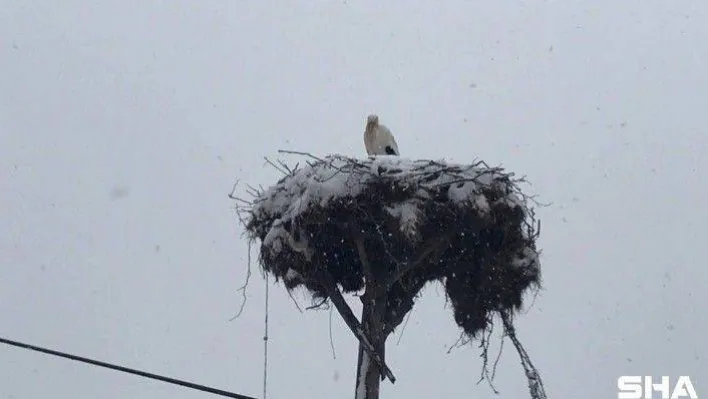 Çanakkale'ye ilk gelen leyleğin başına lapa lapa kar yağdı