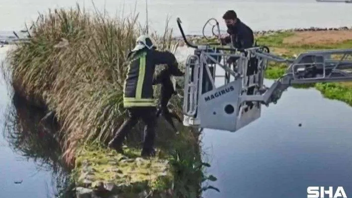 Derede mahsur kalan köpeği itfaiye ekipleri kurtardı