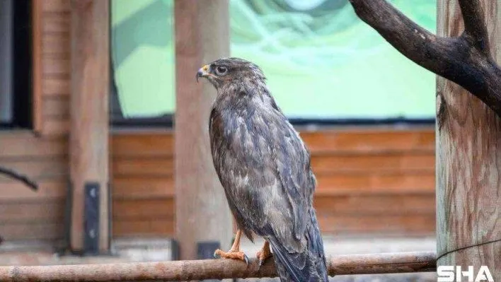 Engelli kuşlar Ormanya'nın misafiri