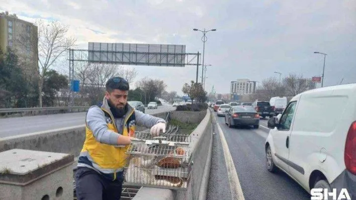 Esenler'de otobanda demirler arasında sıkışan kedi, belediye ekiplerince kurtarıldı