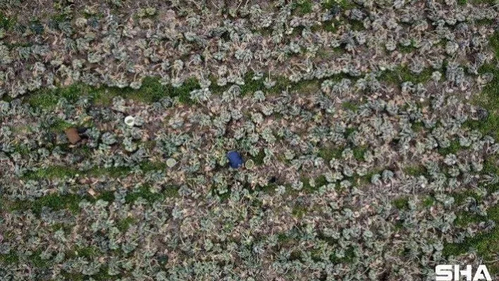 (Özel) Bu yıl bu sebze eken üreticinin yüzü güldü