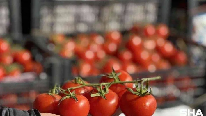 Rusya-Ukrayna savaşı domates ve salatalık fiyatlarını düşürdü