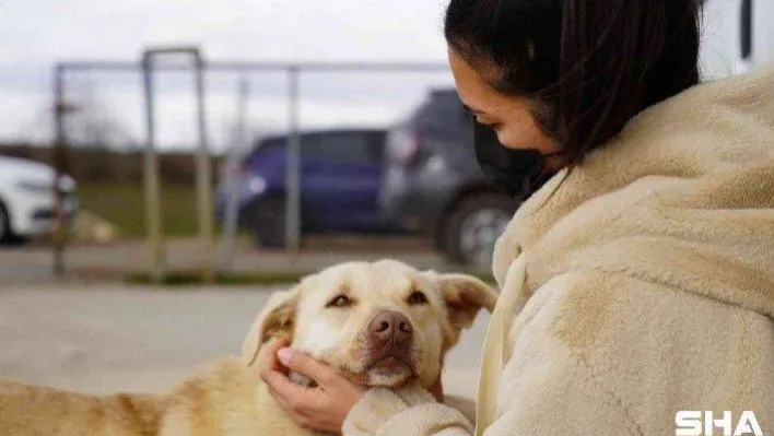 Sadakatin böylesi: Tedavi olduğu barınağa geri döndü