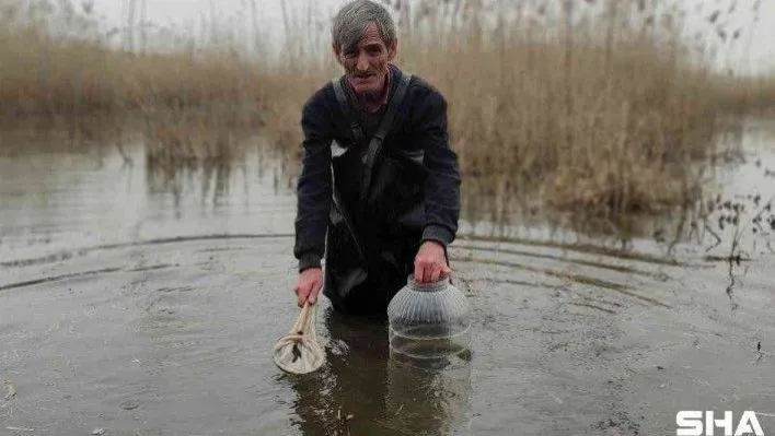 Şifalı sülük avcısı buz gibi suyun içinde saatlerce sülük arıyor