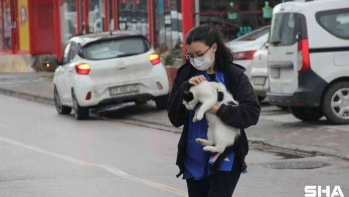 Sokak kedilerine veteriner kliniklerinin kapısı ücretsiz açılıyor