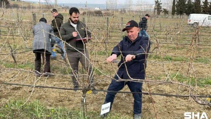 Tekirdağ'da bağ budama yarışması