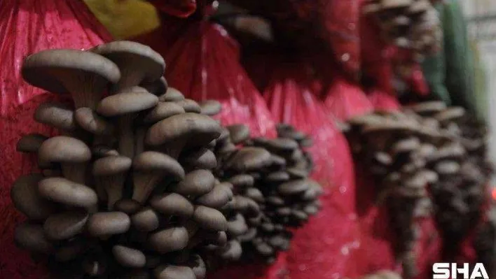 Türkiye'nin ilk yerli ve milli mantar çeşitleri Yaprak77 ve Soylu77 tescillendi