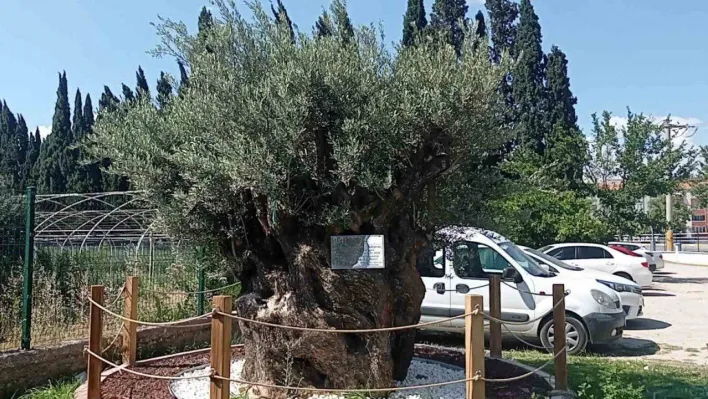 30 kilometre uzaktan taşınan bin yıllık zeytin ağacının bakımı özenle yapılıyor