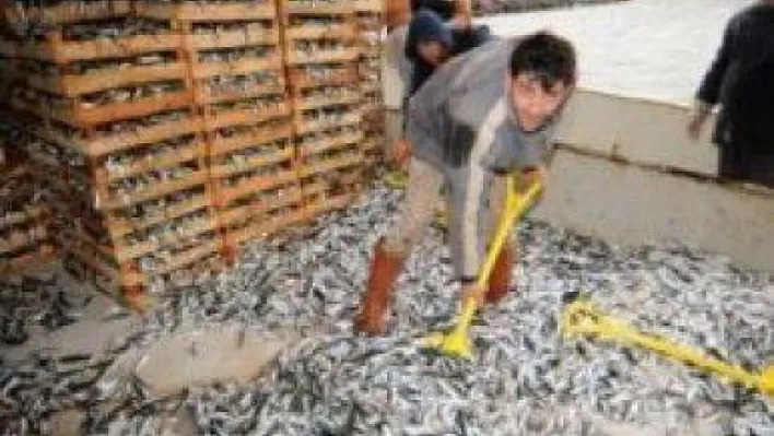 3 günde 15 ton balık avladılar