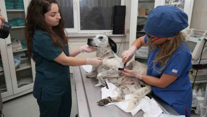 3D yazıcı ile üretilen protezler sokak hayvanlarına umut oluyor